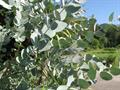 Eucalyptus cinerea